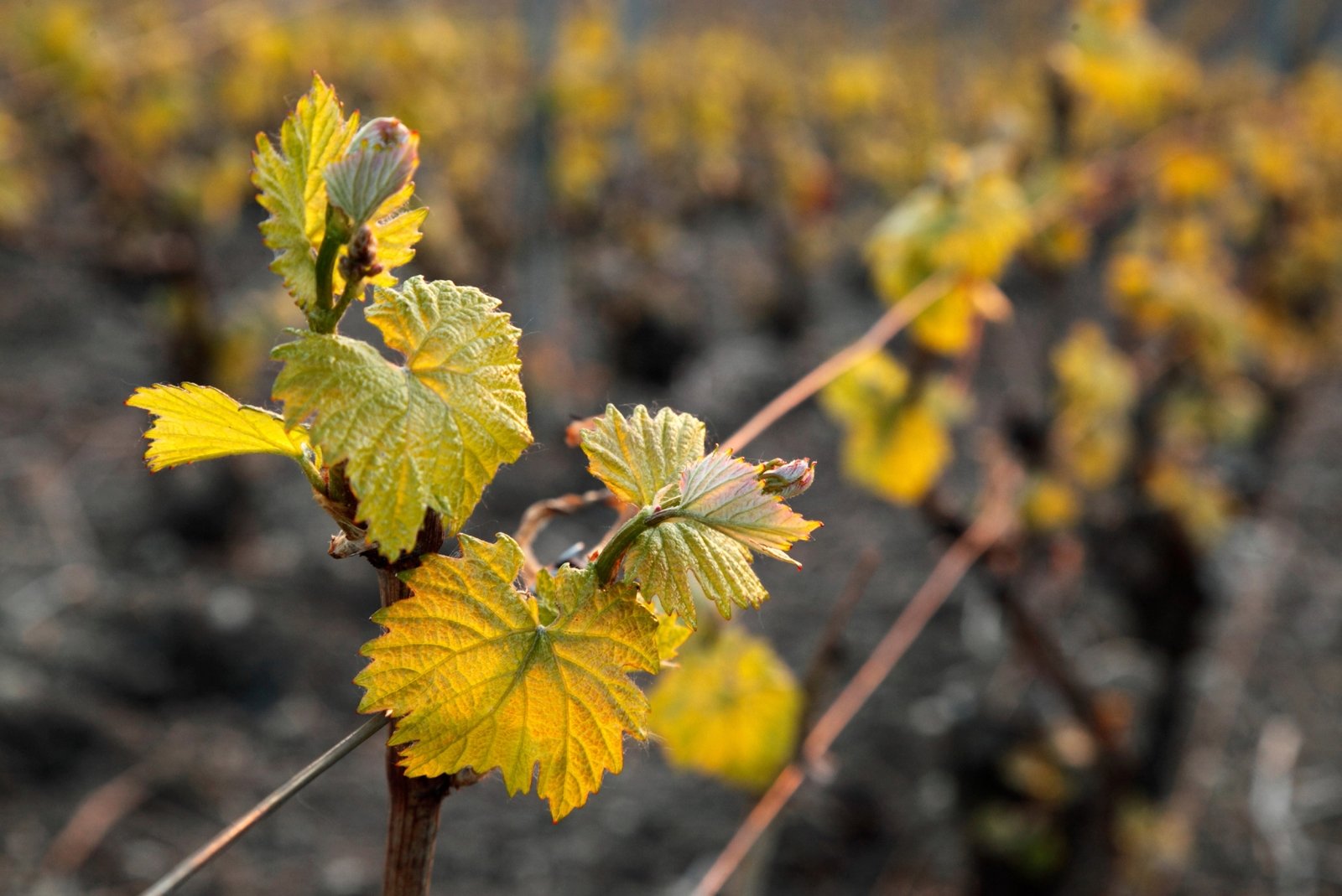 Zoom sur un pied de vigne en bourgeonnement